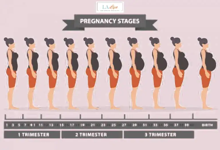First Trimester (Weeks 1–12): Early Changes You Might Not Notice Enfield Highway